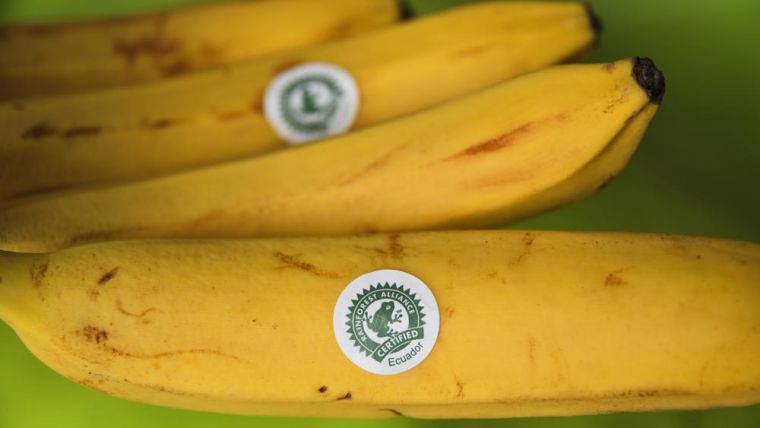Bananas with eco-friendly "rainforest alliance certified" label
