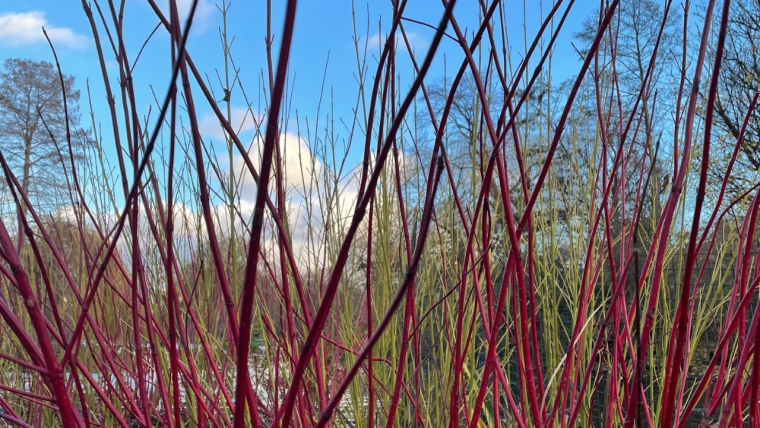 Picture of some colourful red grasses in a local park