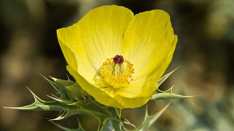 The Mexican poppy